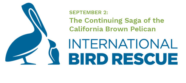 international bird rescue california pelican flyer